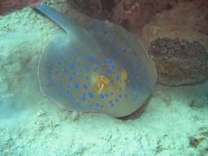 Blue spotted stringray