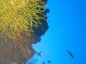 Net corals