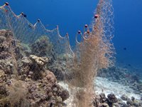 Nets on reef