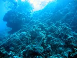 A spiders web of fishing line covers the coral
