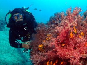 Rebreather diver by coral pinnacle