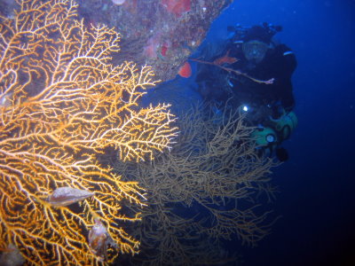 60m warm up dive at Kiwi Arch 60m warm up dive at Kiwi Arch