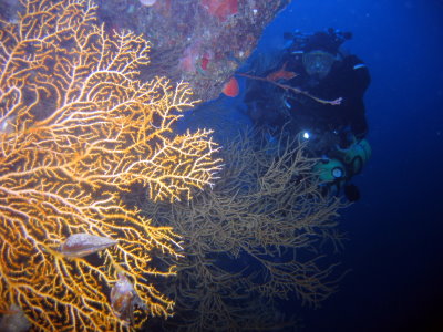 60m warm up dive at Kiwi Arch