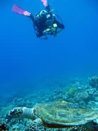 Diver with camera