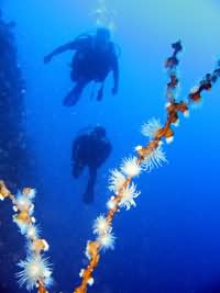 Divers on wall