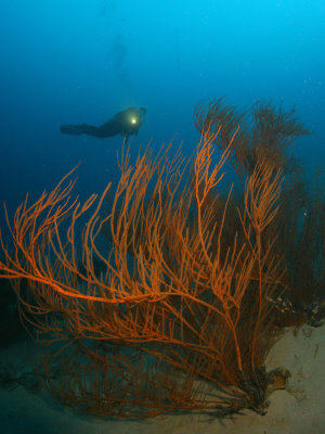 Black coral