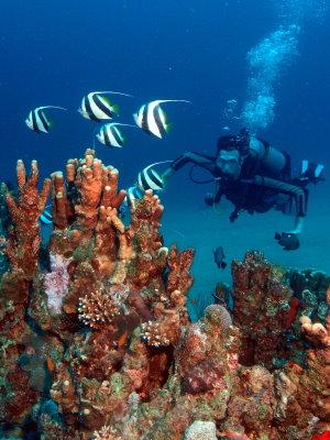 Deep coral pinnacle