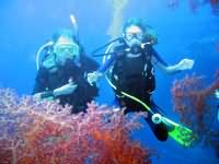 Corals on the mast of the Cedar pride wreck Wreck divers