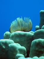 Tube worm