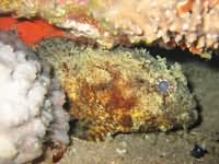 Toad fish