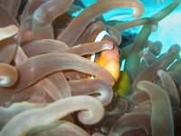 Clown fish Clown fish