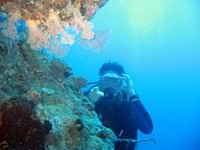 Second or middle level Diver by reef wall
