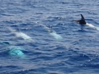 Dolphins