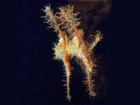 Ghost pipe fish