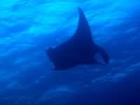 Manta ray