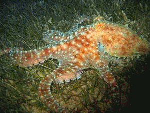 Alien creatures