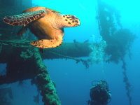 Turtle and diver
