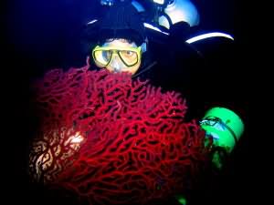 Diver in Kiwi Arch