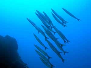 Barracuda passing by