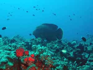 Napolean wrasse on the wall
