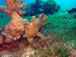 Frogfish near the mooring