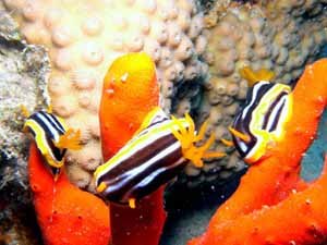 Triple nudibranchs