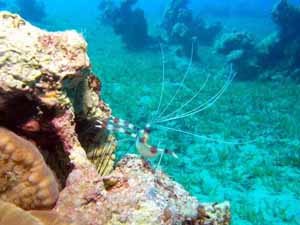 Coral shrimp