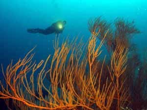 Black coral above the grotto