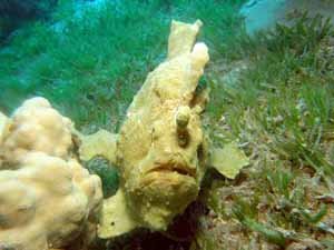 Frogfish