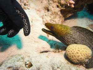 Friendly eel