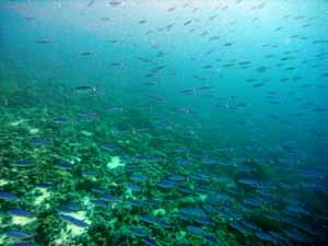 Shoaling fusiliers