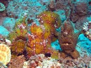 Triple frogfish