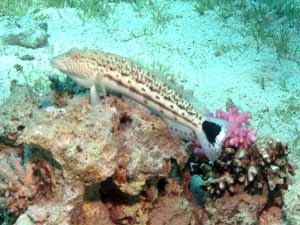 Sand perch