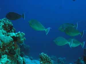 Unicorn fish