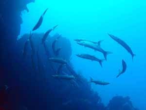 Barracuda circling