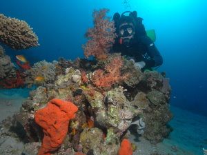 Colouful reef