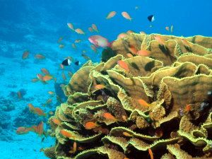 Cabbage coral with anthias
