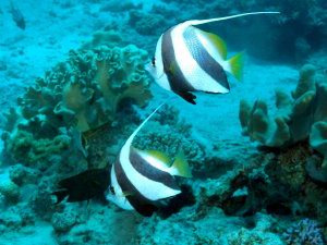Banner fish