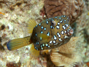 Box fish