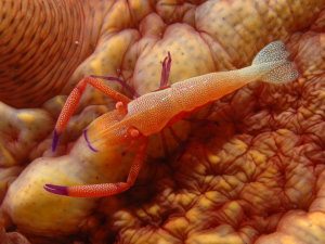 Cucumber shrimp