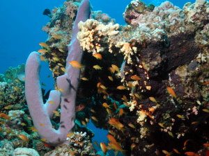 Tube sponge