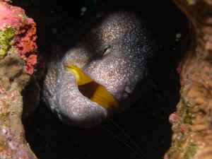 Yellow mouth moray eel