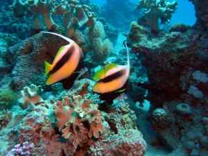 Banner fish