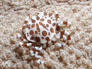 Cucumber crab