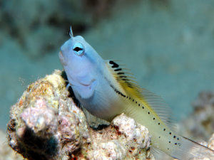 Blenny