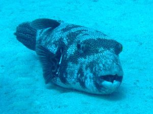 Large puffer fish