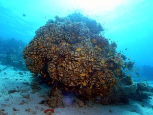Nice coral bommies