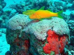 Yellow goat fish