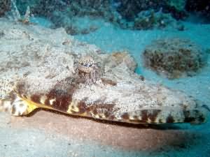 Crocodile fish