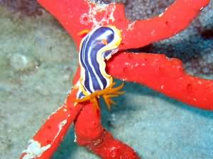 Nudibranch